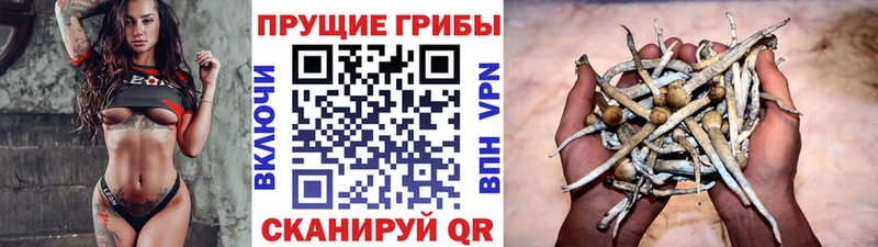 Галлюциногенные грибы Psilocybe  Валуйки 